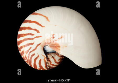 Meeresschnecke auf schwarzem Hintergrund, Clipping-Pfad Stockfoto