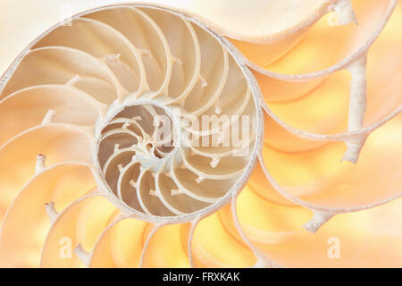 Nautilus Shell Abschnitt, perfekte Fibonacci-Muster-Hintergrund Stockfoto