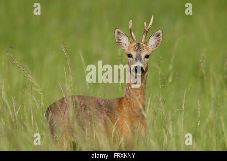Hirsch / Reh (Capreolus Capreolus), Erwachsene Buck, stehend im Hochsommer Rasen, aufmerksam beobachten. Stockfoto