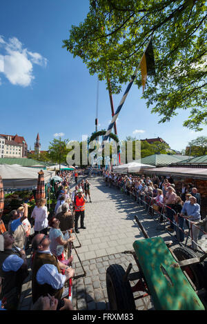 1. Mai, das Aufstellen der Maibaum, Viktualienmarkt, München, Upper Bavaria, Bavaria, Germany Stockfoto