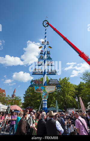 1. Mai, das Aufstellen der Maibaum, Viktualienmarkt, München, Upper Bavaria, Bavaria, Germany Stockfoto