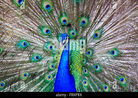 Pfau Federn Nahaufnahme anzeigen Stockfoto