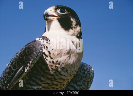 Porträt von einem Reifen männlichen Wanderfalke Stockfoto