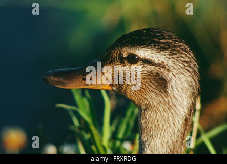 Kopf einer weiblichen Stockente Stockfoto