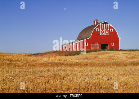 Rote Scheune im Feld, Alberta, Canada Stockfoto