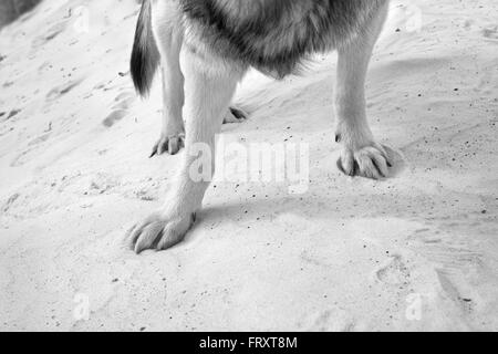 Hund, stehend auf Sand Stockfoto