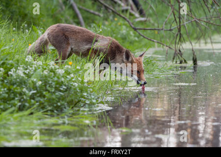 Rotfuchs / Rotfuchs (Vulpes Vulpes), Erwachsenen Füchsin, Sommerfell, trinken ein natürlicher Wasserkörper. Stockfoto