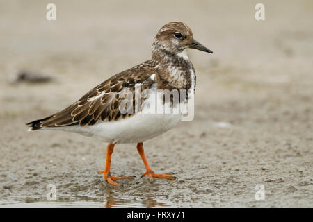 Steinwälzer / Steinwaelzer (Arenaria Interpres), Ganzkörper, Seitenansicht, auf eine Schlamm-Wohnung in seinem typischen Lebensraum Wattenmeer. Stockfoto