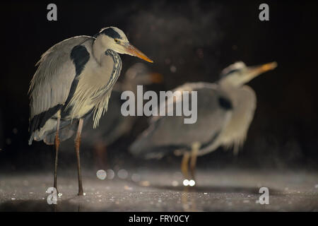 Graue Reiher (Ardea Cinerea) stehen im Wasser, Nebel, Nationalpark Kleinkumanien, Ungarn Stockfoto