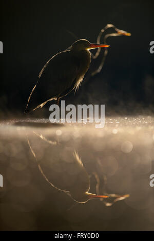 Graureiher (Ardea Cinerea) stehend im Wasser, Silhouetten, Hintergrundbeleuchtung, Nationalpark Kleinkumanien, Ungarn Stockfoto