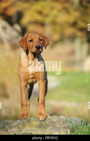 Labrador Retriever, Welpe, gelb, Männlich Stockfoto