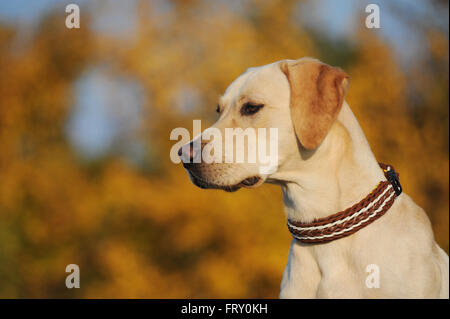 Labrador Retriever, gelb, Hund, portrait Stockfoto