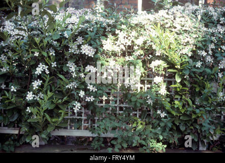 Weiße Clematis auf Spalier Zaun Stockfoto