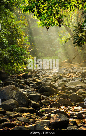 Sommer-Sonnenstrahlen fallen auf einem trockenen und felsigen Bachbett in dichten Laubwald. Stockfoto