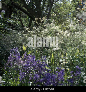 Glockenblumen und Kuh Petersilie in wilde Blume Grenze in einem großen Land-Garten im Frühling Stockfoto