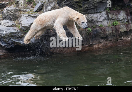 Berlin, Deutschland. 24. März 2016. Eisbär Wolodja springt ins Wasser im Gehege im Zoo in Berlin, Deutschland, 24. März 2016. Foto: PAUL ZINKEN/Dpa/Alamy Live News Stockfoto