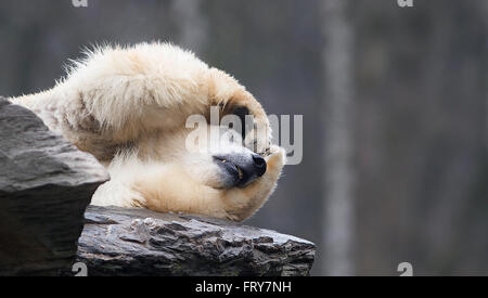 Berlin, Deutschland. 24. März 2016. Eisbär Wolodja genießt die Ruhe und das Wetter in das Gehege im Zoo in Berlin, Deutschland, 24. März 2016. Foto: PAUL ZINKEN/Dpa/Alamy Live News Stockfoto