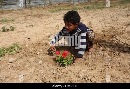 Gaza-Stadt, Gazastreifen, Palästinensische Gebiete. 24. März 2016. Palästinensische Kinder werden Rosen angebaut, während einer Kundgebung fordern zum Wiederaufbau ihrer Häuser, die am zweiten Weltkrieg 2014 in Schadschaija Nachbarschaft in Gaza-Stadt, zerstört 24. März 2016 Credit: Ashraf Amra/APA Bilder/ZUMA Draht/Alamy Live News Stockfoto