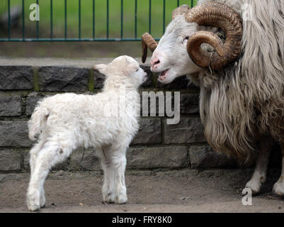 Berlin, Deutschland. 24. März 2016. Ein Skudde Lamm spielen mit einem Ram am Tierpark in Berlin, Deutschland, 24. März 2016. Foto: BRITTA PEDERSEN/Dpa/Alamy Live News Stockfoto