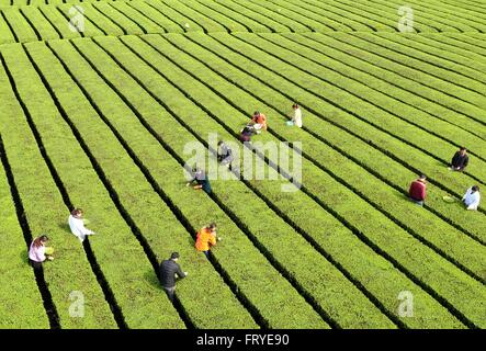 Xuan'en, der chinesischen Provinz Hubei. 25. März 2016. Teebauern knacken Teeblätter bei einem Teegarten in Ganjiaba Dorf von Xuan'en County, Zentral-China Hubei Provinz, 25. März 2016. Xuan'en County ist bekannt für seine Wujiatai-Tribut-Tee. © Song Wen/Xinhua/Alamy Live-Nachrichten Stockfoto