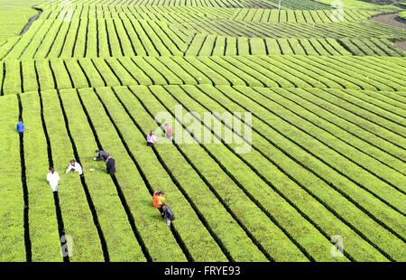 Xuan'en, der chinesischen Provinz Hubei. 25. März 2016. Teebauern knacken Teeblätter bei einem Teegarten in Ganjiaba Dorf von Xuan'en County, Zentral-China Hubei Provinz, 25. März 2016. Xuan'en County ist bekannt für seine Wujiatai-Tribut-Tee. © Song Wen/Xinhua/Alamy Live-Nachrichten Stockfoto