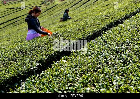 Xuan'en, der chinesischen Provinz Hubei. 25. März 2016. Teebauern knacken Teeblätter bei einem Teegarten in Ganjiaba Dorf von Xuan'en County, Zentral-China Hubei Provinz, 25. März 2016. Xuan'en County ist bekannt für seine Wujiatai-Tribut-Tee. © Song Wen/Xinhua/Alamy Live-Nachrichten Stockfoto