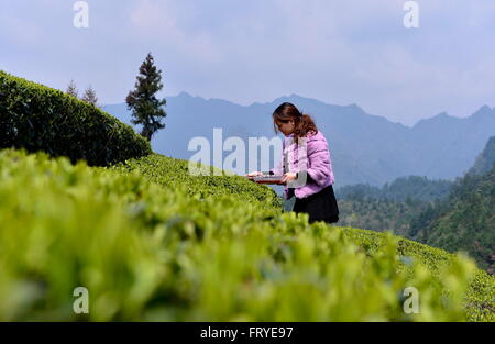 Xuan'en, der chinesischen Provinz Hubei. 25. März 2016. Ein Tee-Bauer nimmt Teeblätter in einem Tee-Garten in Ganjiaba Dorf von Xuan'en County, Zentral-China Hubei Provinz, 25. März 2016. Xuan'en County ist bekannt für seine Wujiatai-Tribut-Tee. © Song Wen/Xinhua/Alamy Live-Nachrichten Stockfoto