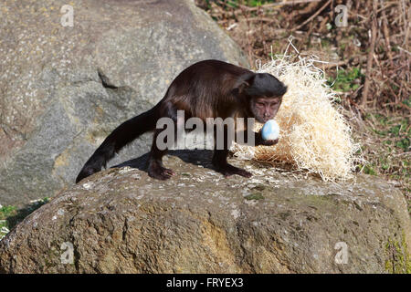 Edinburgh. Schottland. 25. März. Die Kapuziner und Totenkopfäffchen Osterei RZSS Edinburgh Zoo genießen. Pako Mera/Alamy Live-Nachrichten. Stockfoto