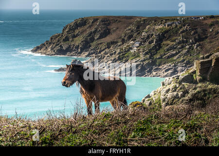 Treen, Cornwall, UK. 25. März 2016. Großbritannien Wetter. Sonnigen Nachmittag am Treen, mit den Besuchern zu Strand und genießen Sie die Sonne und das Meer. Sehen hier im Hintergrund das Minack Theatre bei Porthcurno. Bildnachweis: Simon Yates/Alamy Live-Nachrichten Stockfoto