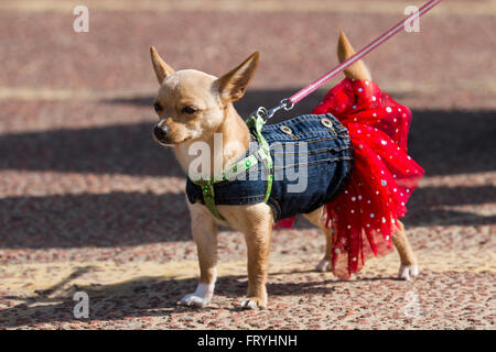 New Brighton, Wallasey, Großbritannien, 25. März 2016. Der Hund Fancy Dress. Ein 3/4 Kreuz Chihuahua, ein kleines Spielzeug Hund, völlig unangemessen und ungeeignet und Limit-tests genannt Simba, der Löwe, stiehlt die Show in ihrem roten Rüschen, Zier-, fancy, aufwendige, frou-frou Gehrock als Sie Paraden Die promende, im Stil der alten Victorians. Stockfoto