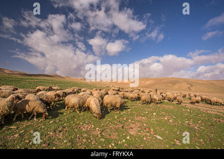 Herde von Schafen weiden in einem Feld von Wildblumen fotografiert in Israel Stockfoto