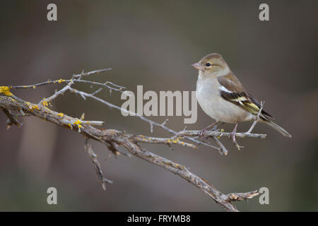 Weibliche gemeinsame Buchfinken (Fringilla Coelebs) thront auf einem Ast. Buchfinken sind teilweise Zugvögel, die hauptsächlich Samen essen. Stockfoto