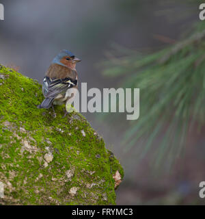 männliche gemeinsame Buchfinken (Fringilla Coelebs) auf einem Felsen. Buchfinken sind teilweise Zugvögel, die hauptsächlich Samen essen. Sie sind fou Stockfoto
