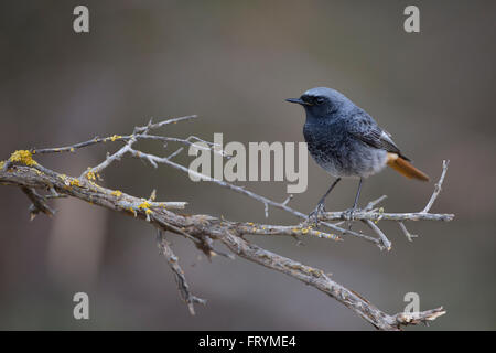 Black Redstart (Phoenicurus Ochruros) thront auf einem Ast, Israel im Januar Stockfoto