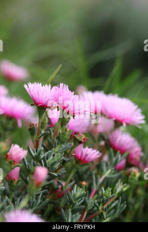 Nahaufnahme von Hot Pink Mesembryanthemaceae oder bekannt als Lampranthus oder rote Livingstone Gänseblümchen in voller Blüte Stockfoto