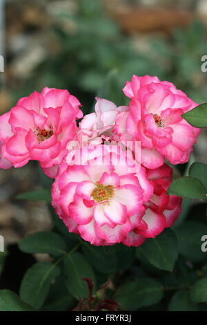 Doppelte Freude-Rosen in voller Blüte Stockfoto