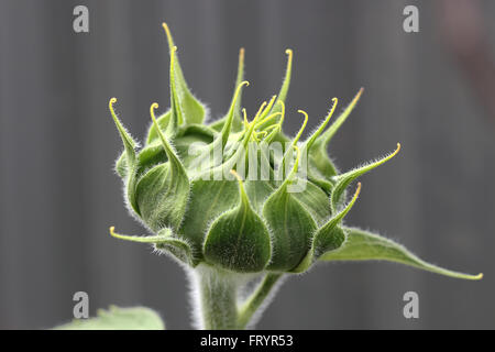 Schuss von Sonnenblume Knospe hautnah Stockfoto