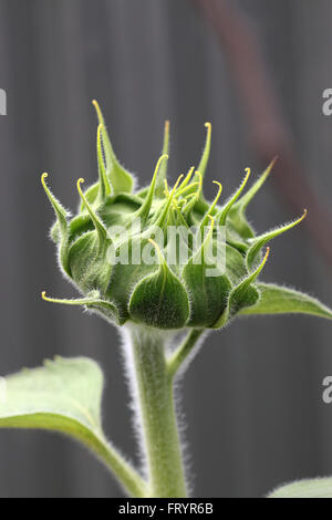 Schuss von Sonnenblume Knospe hautnah Stockfoto