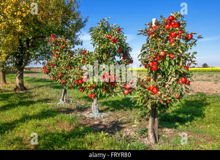 Drei kleine Apfelbäume mit vielen, Reifen, roten Äpfeln in einem Obstgarten neben einem Feld. Stockfoto