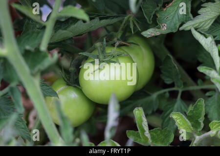 Unreife Tomaten am Baum Rebstock Stockfoto