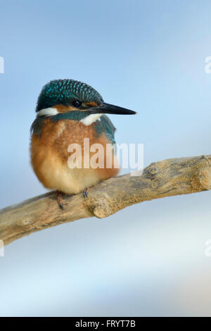 Eisvogel / Eisvogel (Alcedo Atthis), bunte Jungvogel sitzt auf einem Ast hoch oben über weichen blauen Wasser. Stockfoto