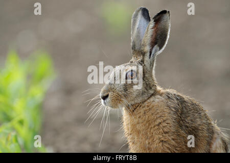 Braune Hare / Europäische Hasen / Feldhase (Lepus Europaeus), großaufnahme, Schuss in den Kopf, sitzt auf einem Maisfeld, schöne weiche Beleuchtung. Stockfoto