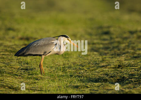 Graureiher / Graureiher (Ardea Cinerea), Erwachsenen Vogel, Jagd nach Nahrung, Beute auf gemähten Wiesen, beeindruckende Patienten. Stockfoto