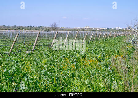 Bio weinberg wachsen in der heißen Sonne des Frühlings in Apulien. Stockfoto