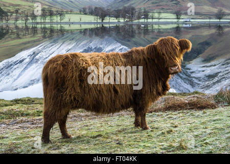 Curious Hochlandrinder in Buttermere an einem frostigen Wintermorgen.  Lake District, England, Vereinigtes Königreich Stockfoto