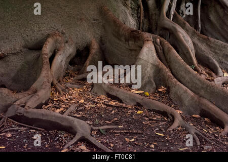 Baumwurzeln, Buenos Aires Stockfoto