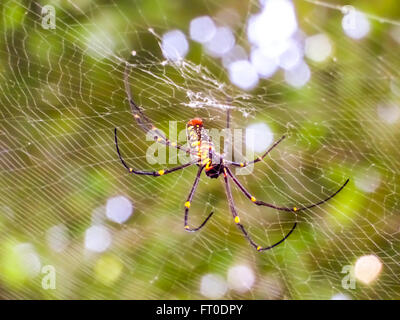 Schwarze und gelbe Spinne und schwarzen langen Beinen auf Bokeh Webhintergrund Stockfoto