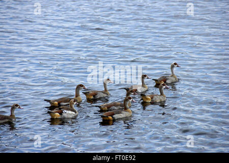 Ägyptische Gänse schwimmen im See Masek, Ngorongoro Conservation Area (Ndutu), Tansania Stockfoto