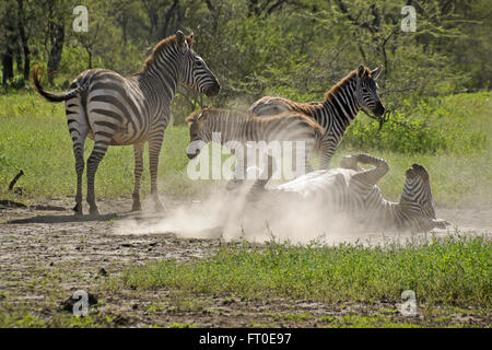 Gemeinsamen Zebras (eine Staub baden), Ngorongoro Conservation Area (Ndutu), Tansania Stockfoto