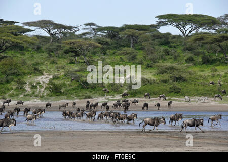 Gnus durchqueren Wassers, Ngorongoro Conservation Area (Ndutu), Tansania Stockfoto